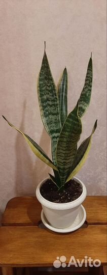 Сансевиерия лауренти