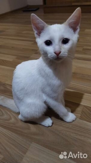Белый котенок