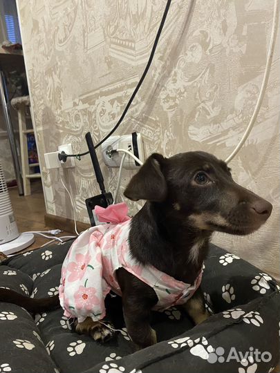 Продается щенок такса девочка