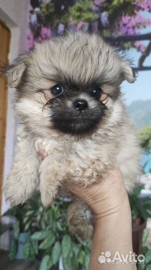 Пекиносики