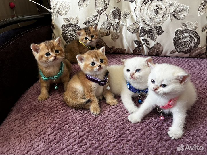 Золотые шотландские котята