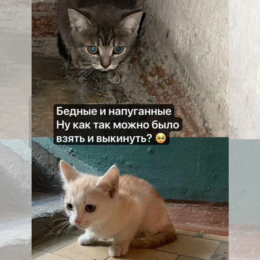 Котята в добрые руки бесплатно