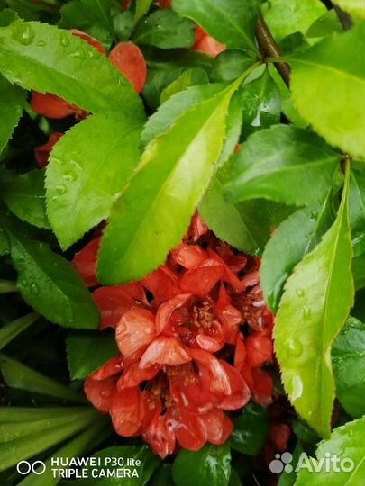 Айва японская