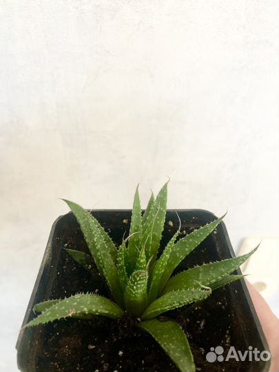 Алоэ аристата