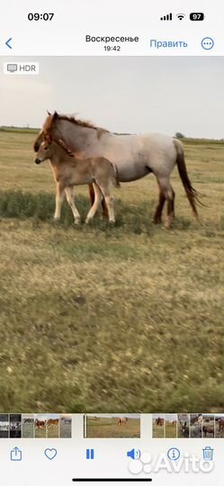 Тяжеловозы кобылы и жеребчики 2022г