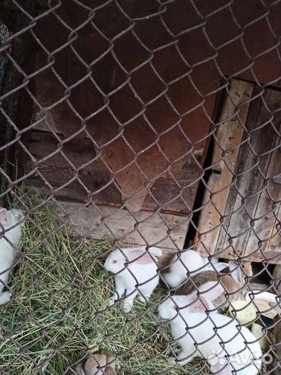 Кролики мясные