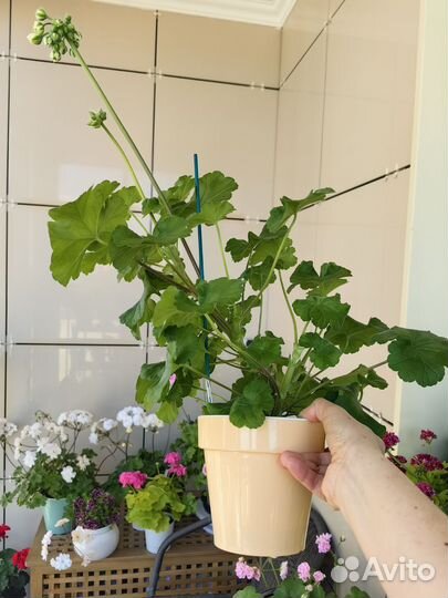 Пеларгония герань кусты