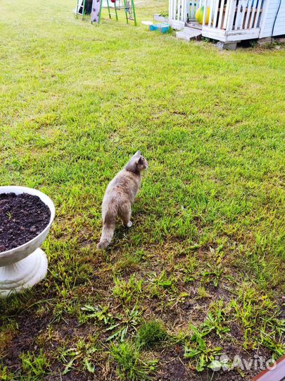 Отдам кошку в добрые руки