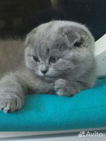 Вислоухие котята