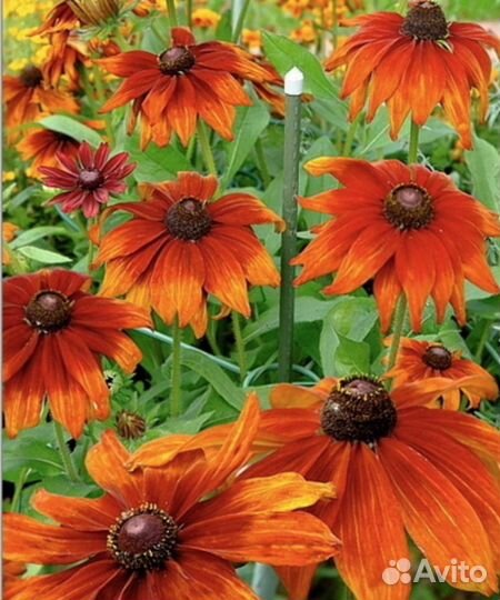 Рудбекия многолетняя