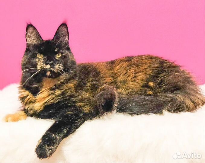 Кошка в дар