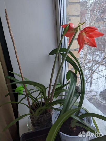 Гиппиаструм