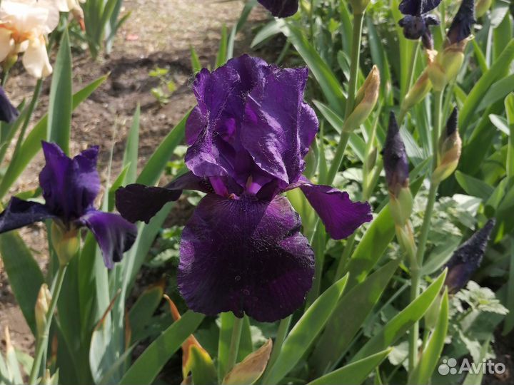 Ирисы