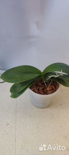 Орхидея фаленопсис мини