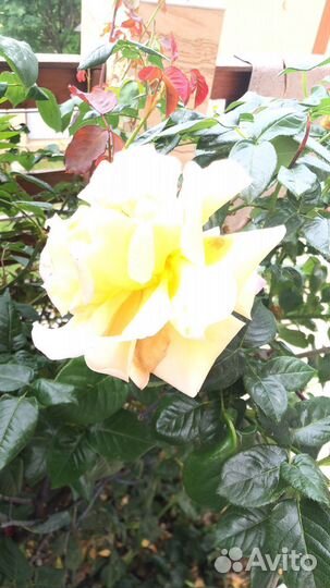 Роза кустовая