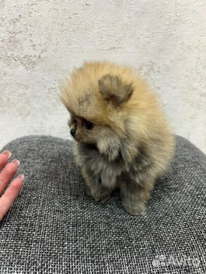 Померанский шпиц