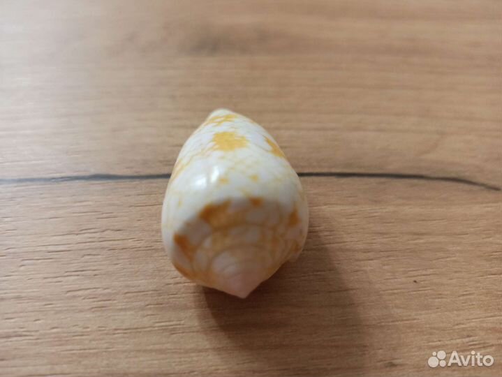 Морская раковина