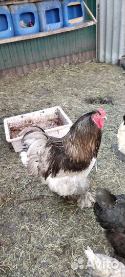 Петух брама