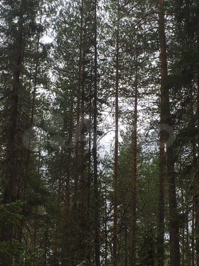 Участок 20 сот. (СНТ, ДНП)