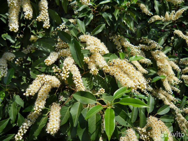 Цеанотусы, Лавровишня и Пиерисы японские