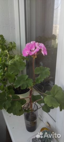 Пеларгония герань