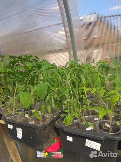 Рассада помидор и перцев Авиастроительный район