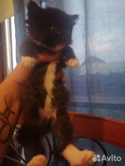 Котята отдам бесплатно