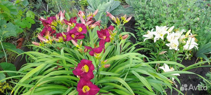 Лилейник саженцы