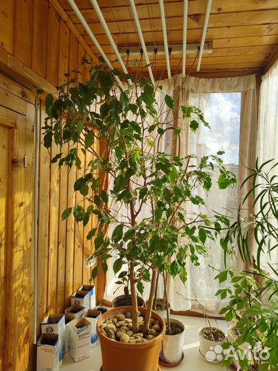 Комнатные растения цветы