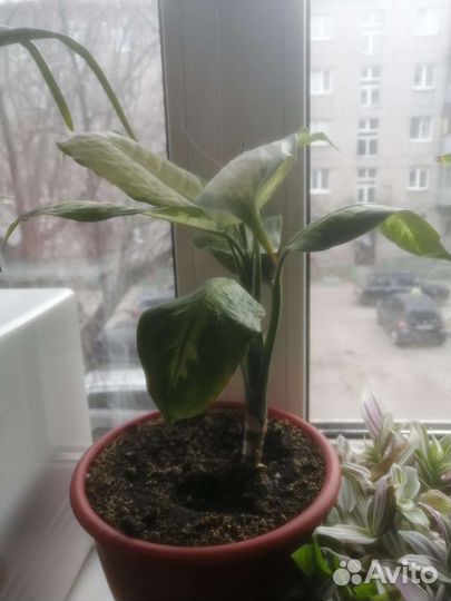 Диффенбахия
