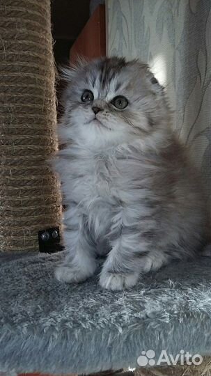 Котик ждет кошечек