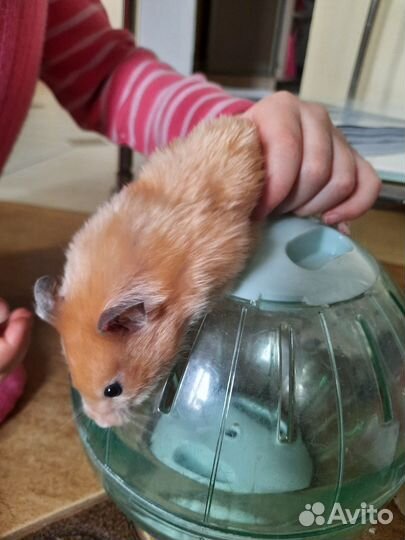 Сирийский хомяк с клеткой