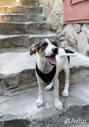 Красивая девочка щенок