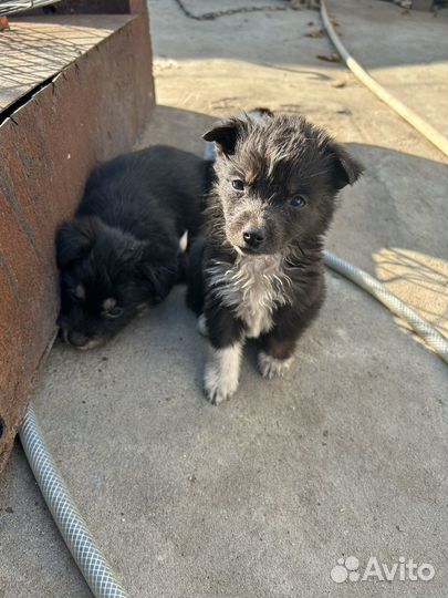 Собака в добрые руки,щенок