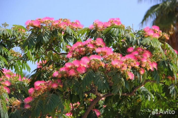 Альбиция ленкоранская