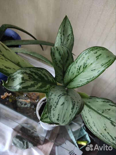 Цветы комнатные