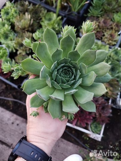 Молодило сортовые