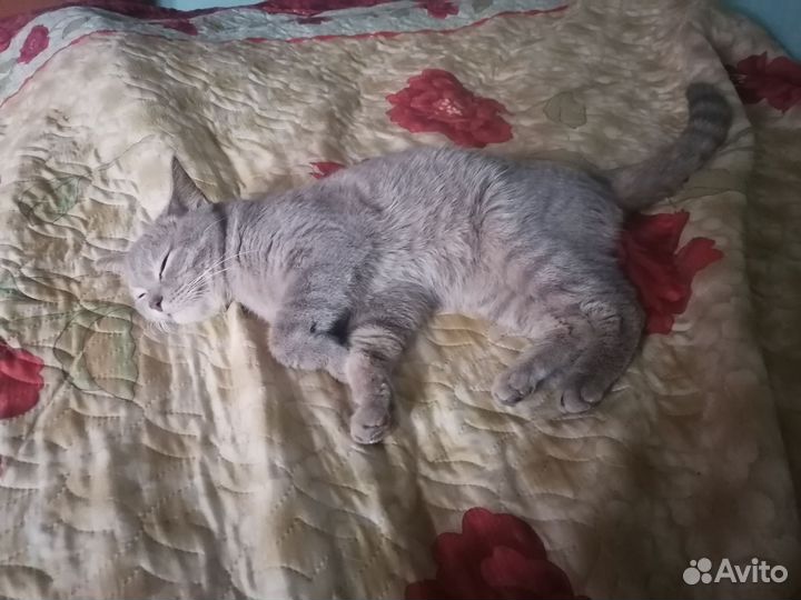 Кот в добрые руки