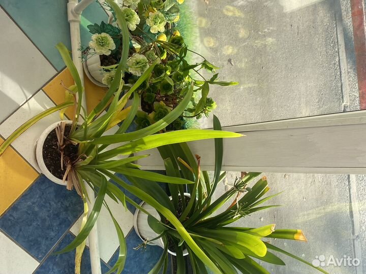 Комнатные растения цветы