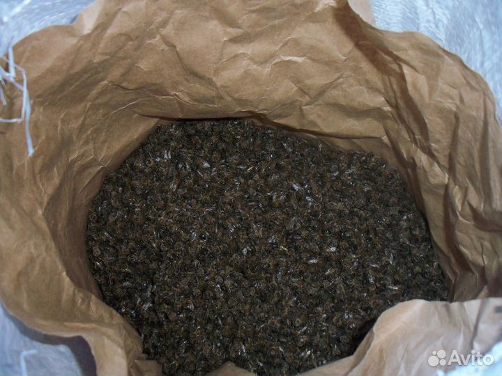 Подмор пчелиный