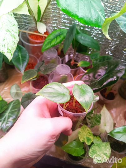 Алоказия Серебряный дракон