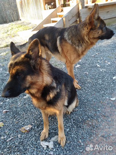 Щенки немецкой овчарки, девочки