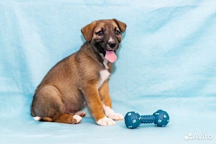 Ласковый, веселый щенок Крош в добрые руки