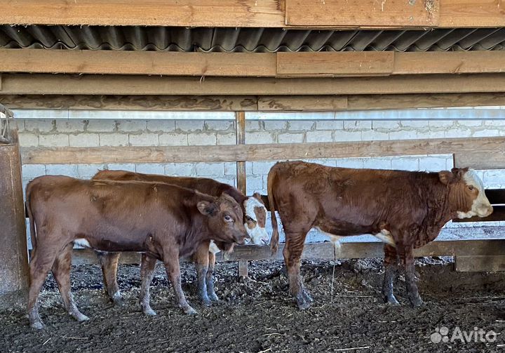 Продаются быки