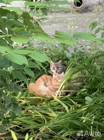 Котята и кошка