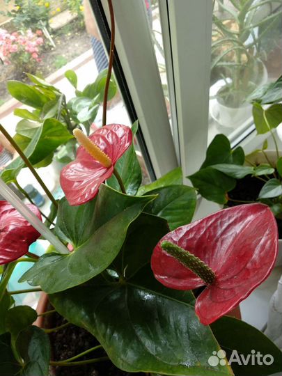 Комнатные цветы антуриум