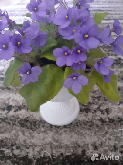 Сортовые фиалки