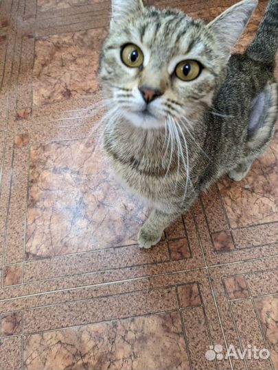 Кошки в добрые руки бесплатно