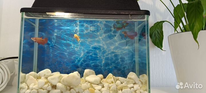Аквариум с рыбками