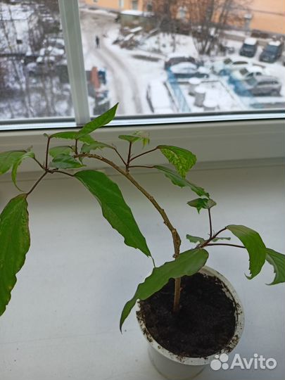 Гибискус Снежная королева цветок